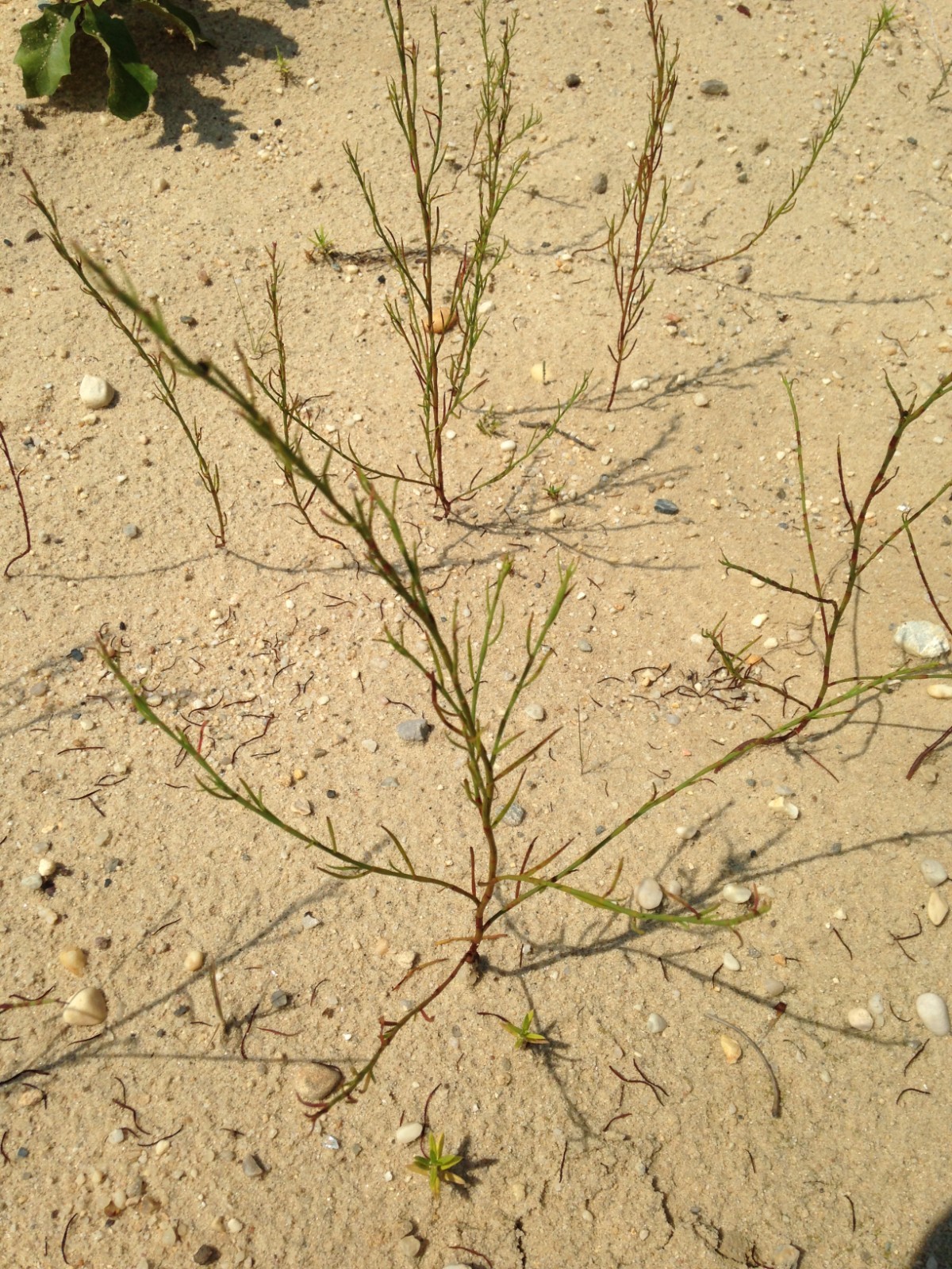 2025 Sand Jointweed Polygonum articulatum 50+ Seeds Long Island NY Wildflower