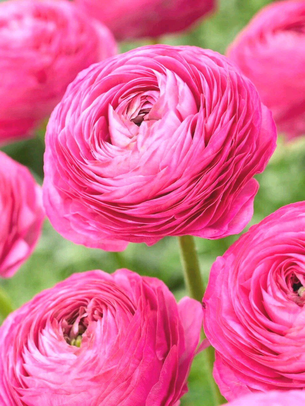 Ranunculus PINK 15 Bulbs Persian Buttercup Peony Rose 7+ Corms Wedding Flowers