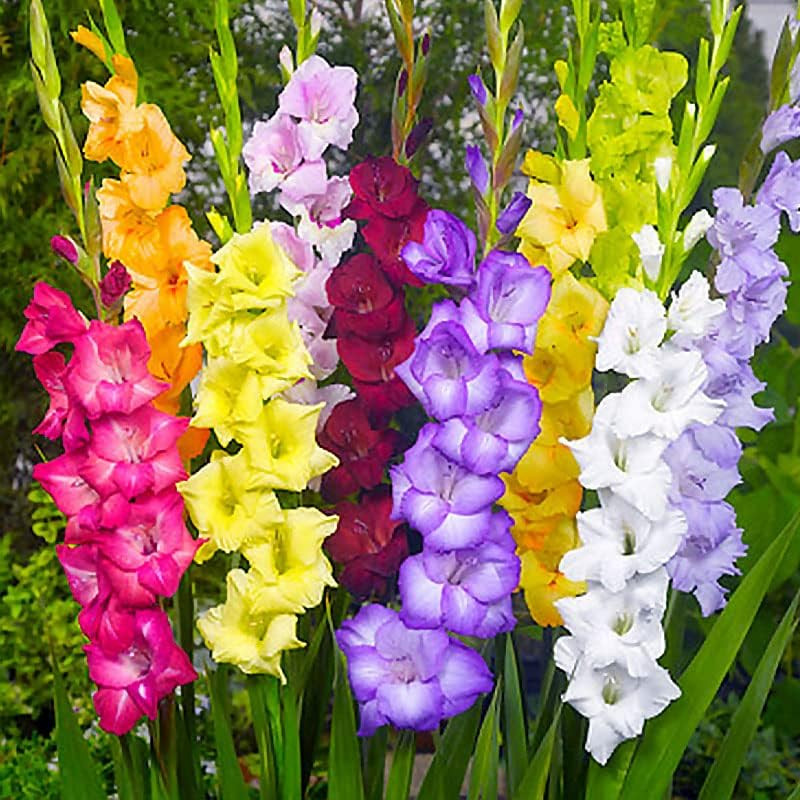 Complete Flower Bulb Garden – 75 Bulbs for 50 Days of Continuous Blooms (Summer