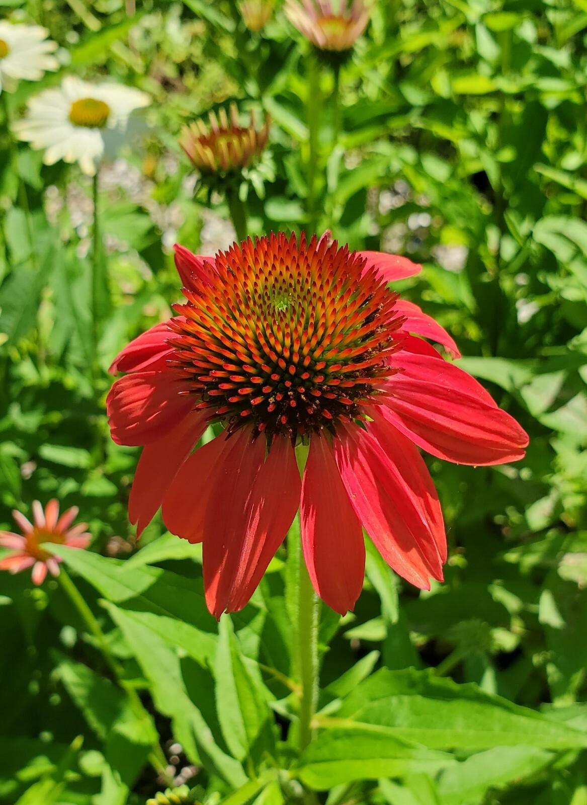 Dark Deep Red Cheyenne Spirit Coneflower 30+ Seeds Echinacea Farm Fresh