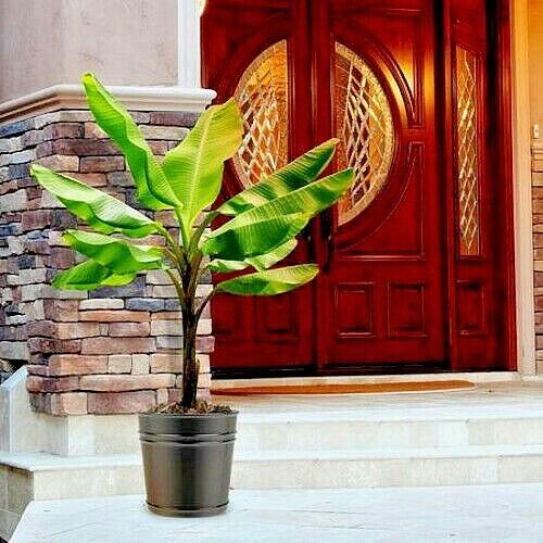 10 “DWARF” Cavendish BANANA Tree Seeds Musa acuminata Hardy Tropical Fruit Plant