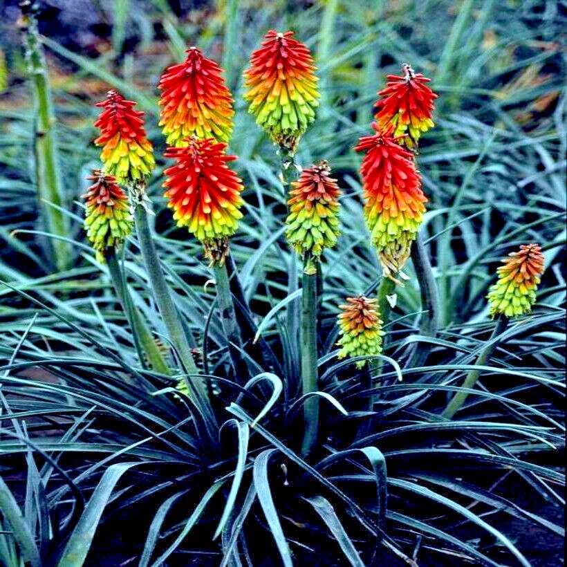 20 “RARE DWARF” FIRE DANCE Torch Lily Flower Seeds Kniphofia hirsuta Hardy Plant