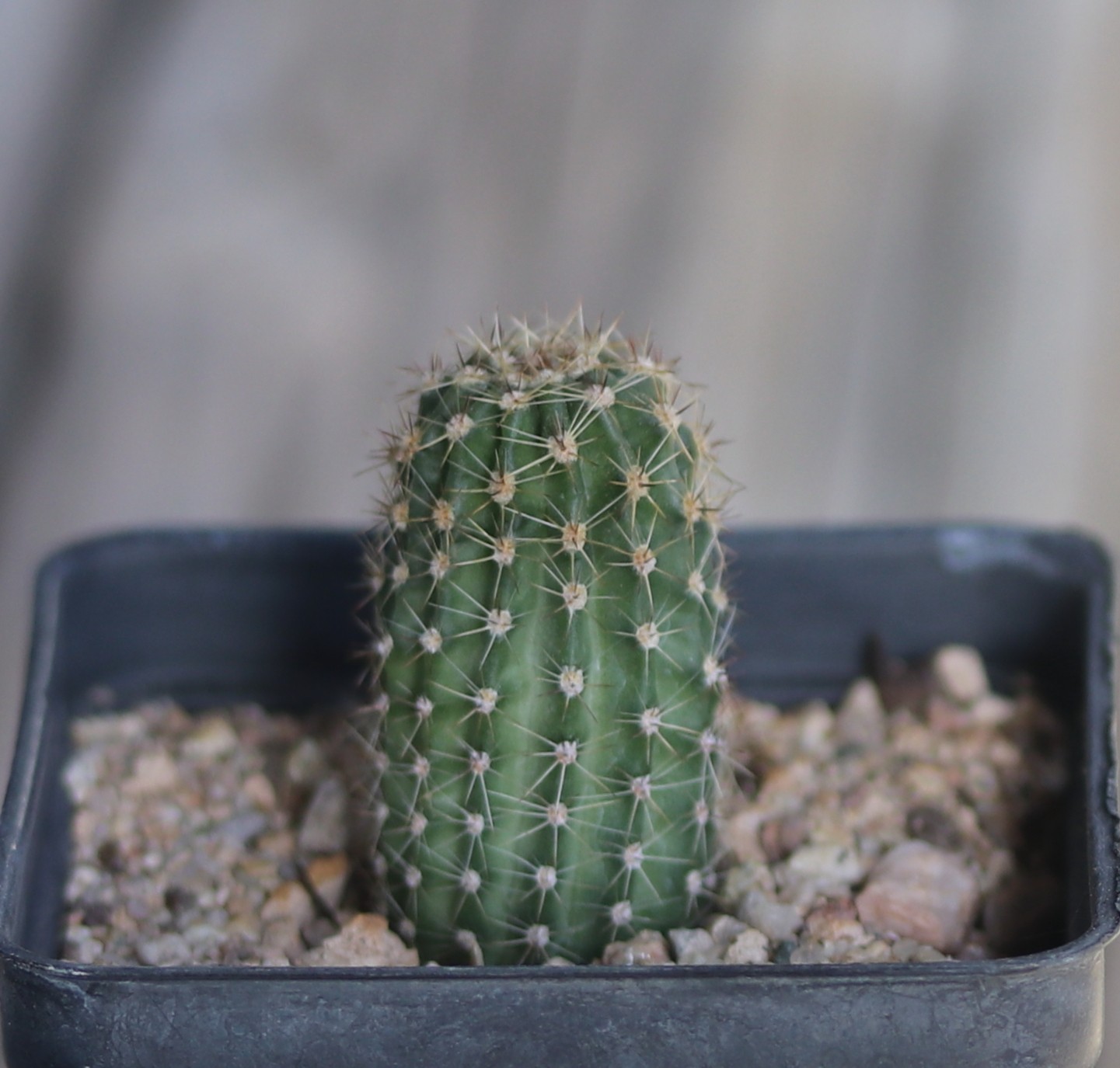Echinopsis hybrid ‘Paita’