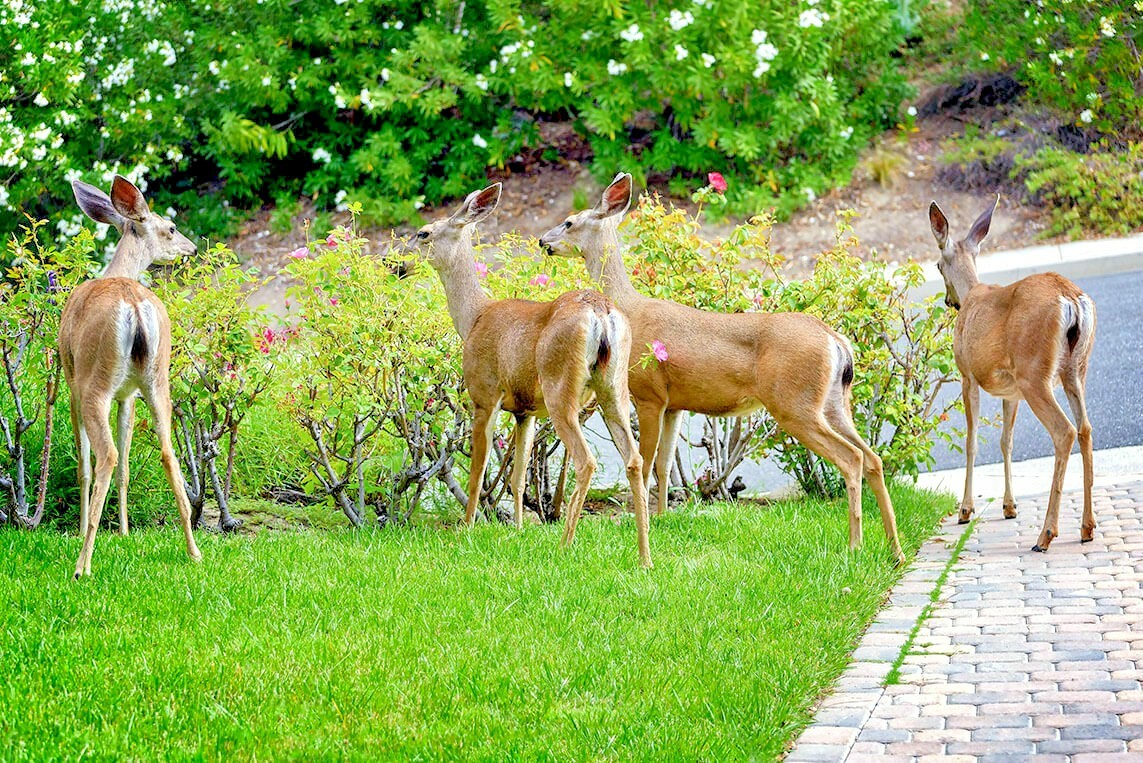2000+DEER PROOF Native Wildflower Mix 15 Different Flowering Annual Perennial