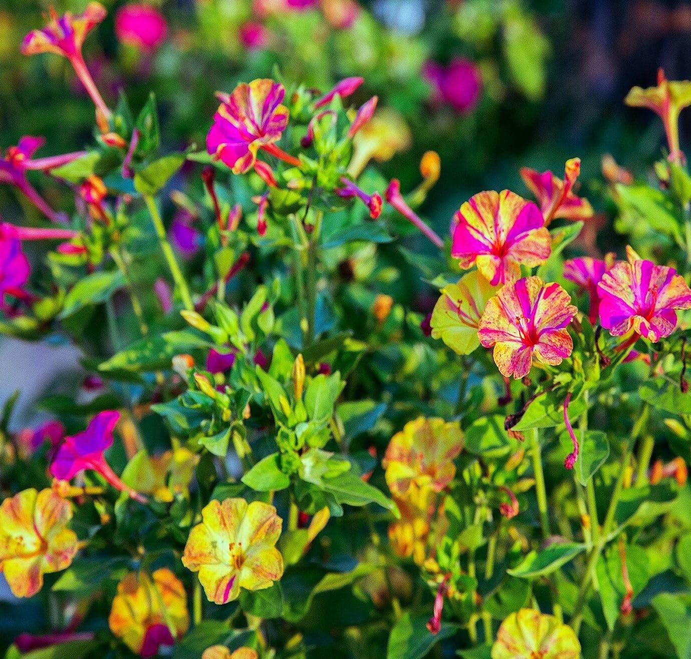 Mixed Four O Clock Seeds – Broken Colors 50 Pcs Mirabilis Jalapa