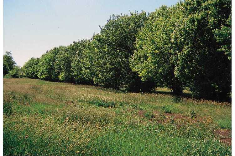Chinese Pear, (Ussurian Pear), Pyrus ussuriensis