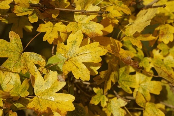 Field Maple Tree | Premium Seeds | Acer campestre ‘Fall’ | Plants’®