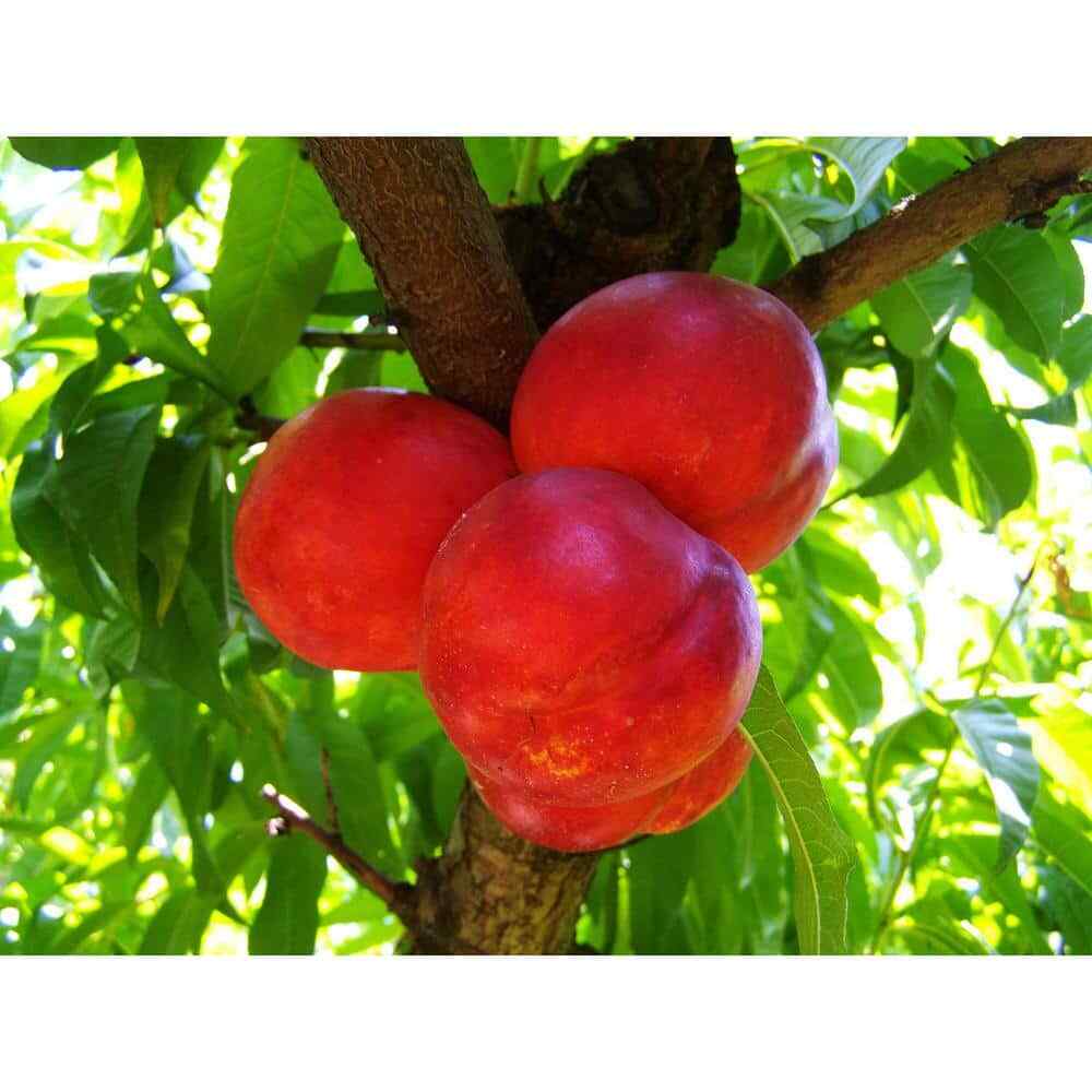 Independence Nectarine Bare-Root Tree 3-4 Feet Tall