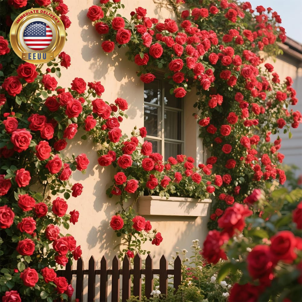 200+ Red Climbing Rose Seeds for Planting Outdoors Ornamental Climbing Flowers R