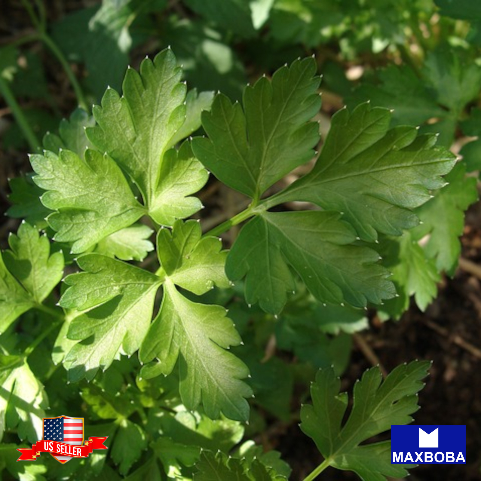 1000 Parsley Seeds Italian Giant Non-GMO Heirloom BOGO 50% OFF