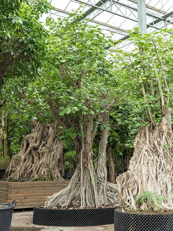 250+ Sacred Fig Tree Seeds – Peepul Tree (Ficus religiosa) – Bonsai & Ornamental