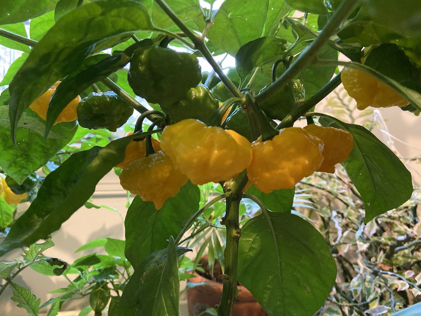 20 Hot Mix Pepper Carolina Reaper Ghost Gochu 7 Pot Scotch Bonnet +More Seeds