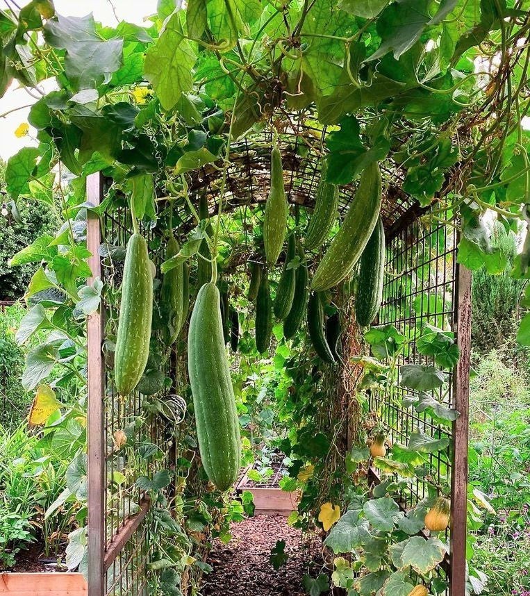 Sponge Luffa Seeds | Dishcloth Gourd Smooth Loofah Craft Melon Asian Seed 2024