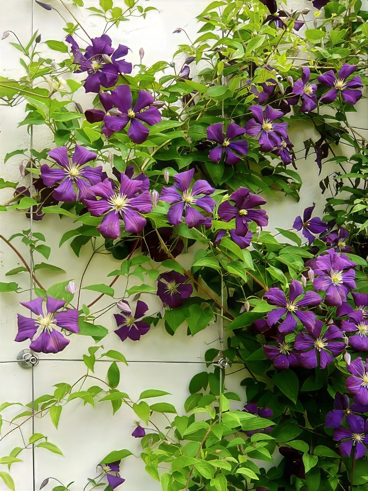 Purple Clematis viticella Seeds, Italian Leather Flower, Hardy – 4 Climber Vine
