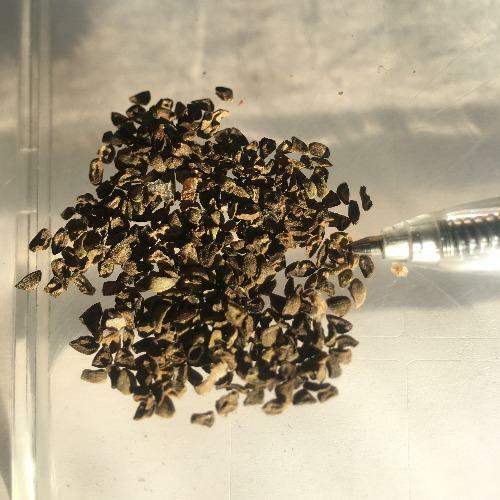 Cestrum diurnum | China Berry | White Chocolate Cestrum | 5 Seeds