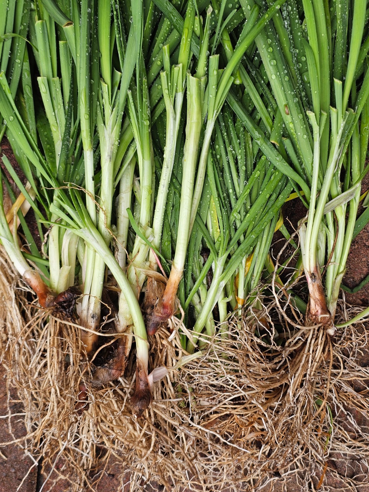 10 Garlic Chives Live Plant Bare Roots Hardy Perennial , Organically Grown.