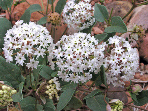 Abronia fragrans | Snowball Sand Verbena | 10 Seeds