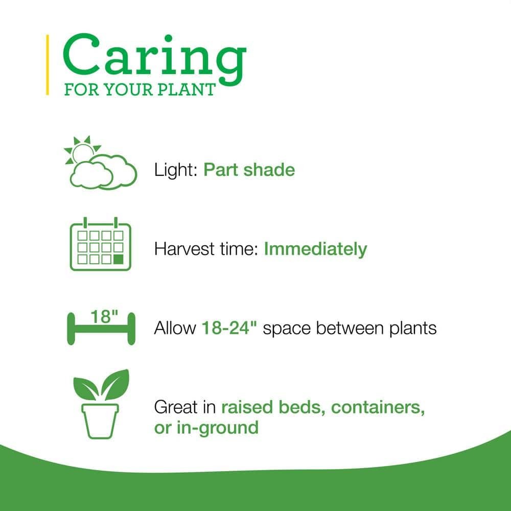 19 oz. Peppermint Herb Plant (2-Pack)