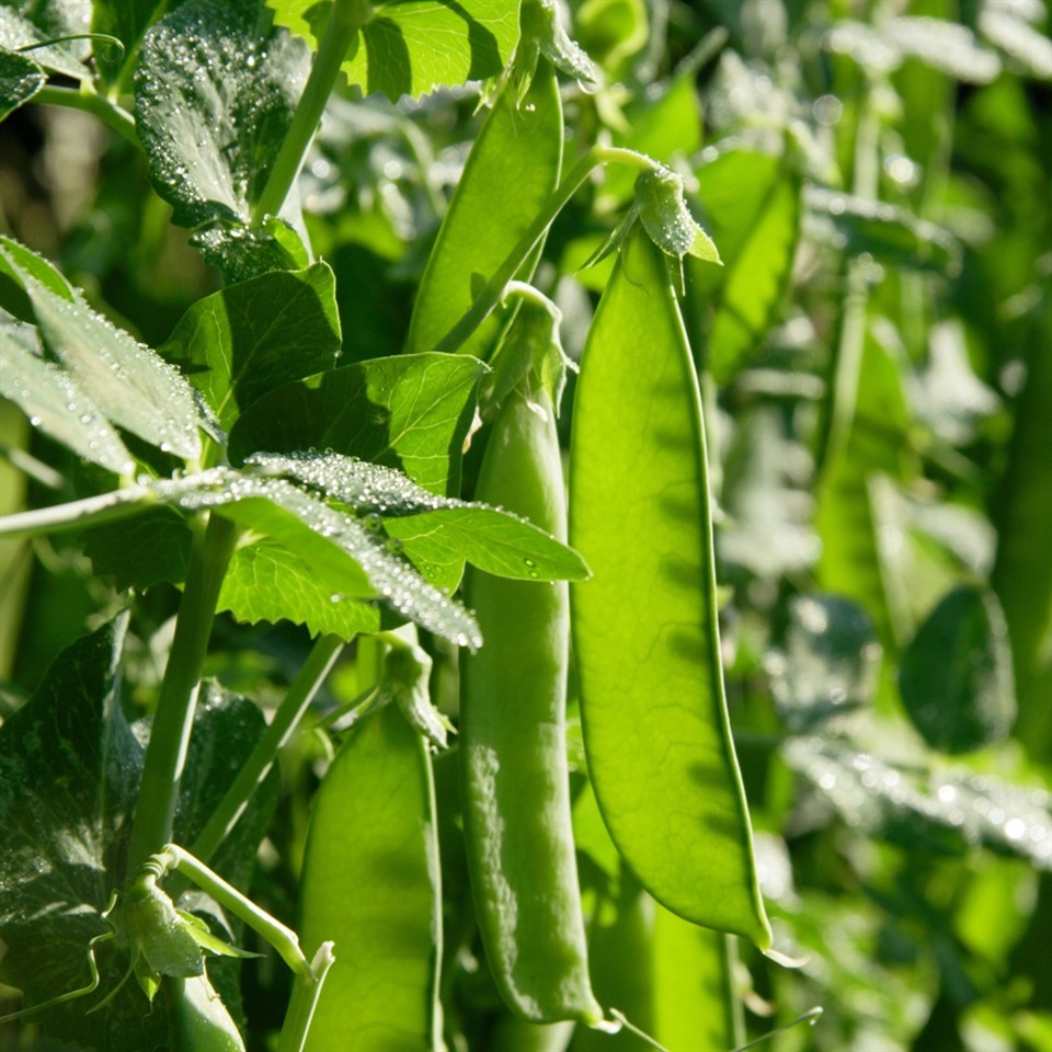 50+Sugar Pod SNOW PEAS Seeds Organic Spring Fall Vegetable Garden Container Easy