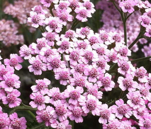 YARROW ROSE CERISE QUEEN Achillea Millefolium – 1,000 Bulk Seeds