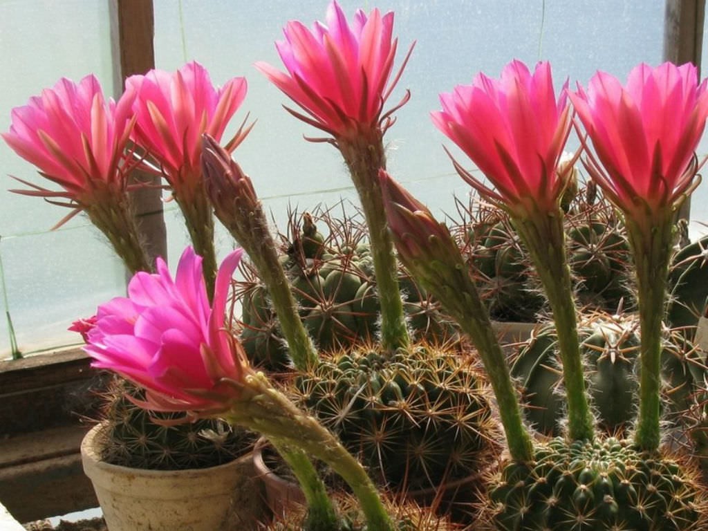 Echinopsis Mamillosa v. Flexilis 5 Seeds Free Shipping!