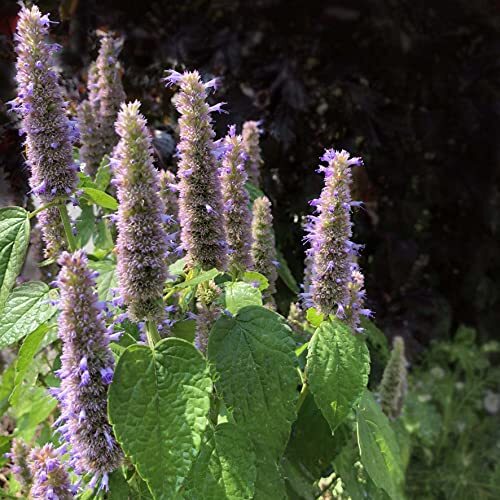Anise Hyssop, Licorice Mint Seeds (Agastache foeniculum) 500 Seeds (0.2 Grams)