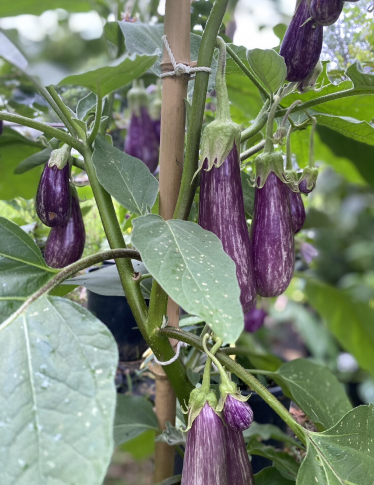 15 Rare FAIRY TALE EGGPLANT seeds Aubergine Garden