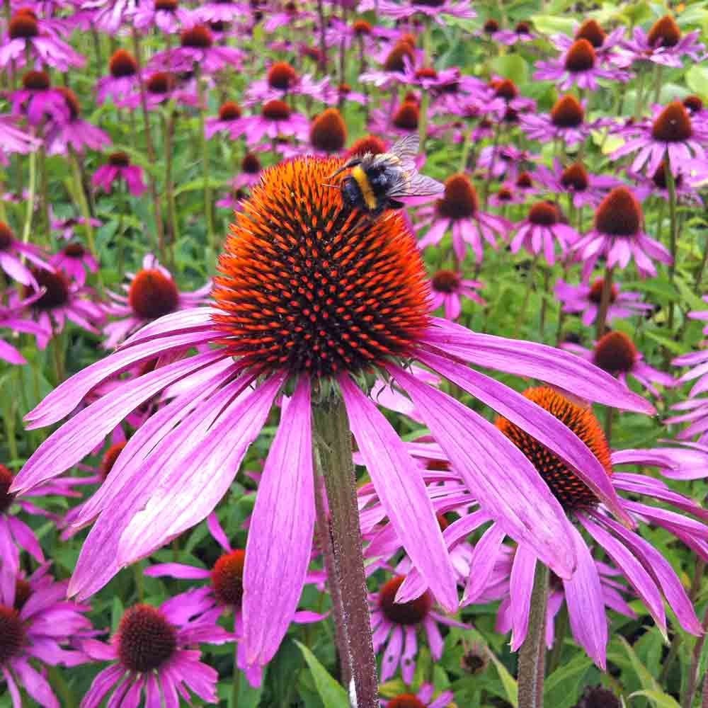 Purple Coneflower Seeds / Flowers