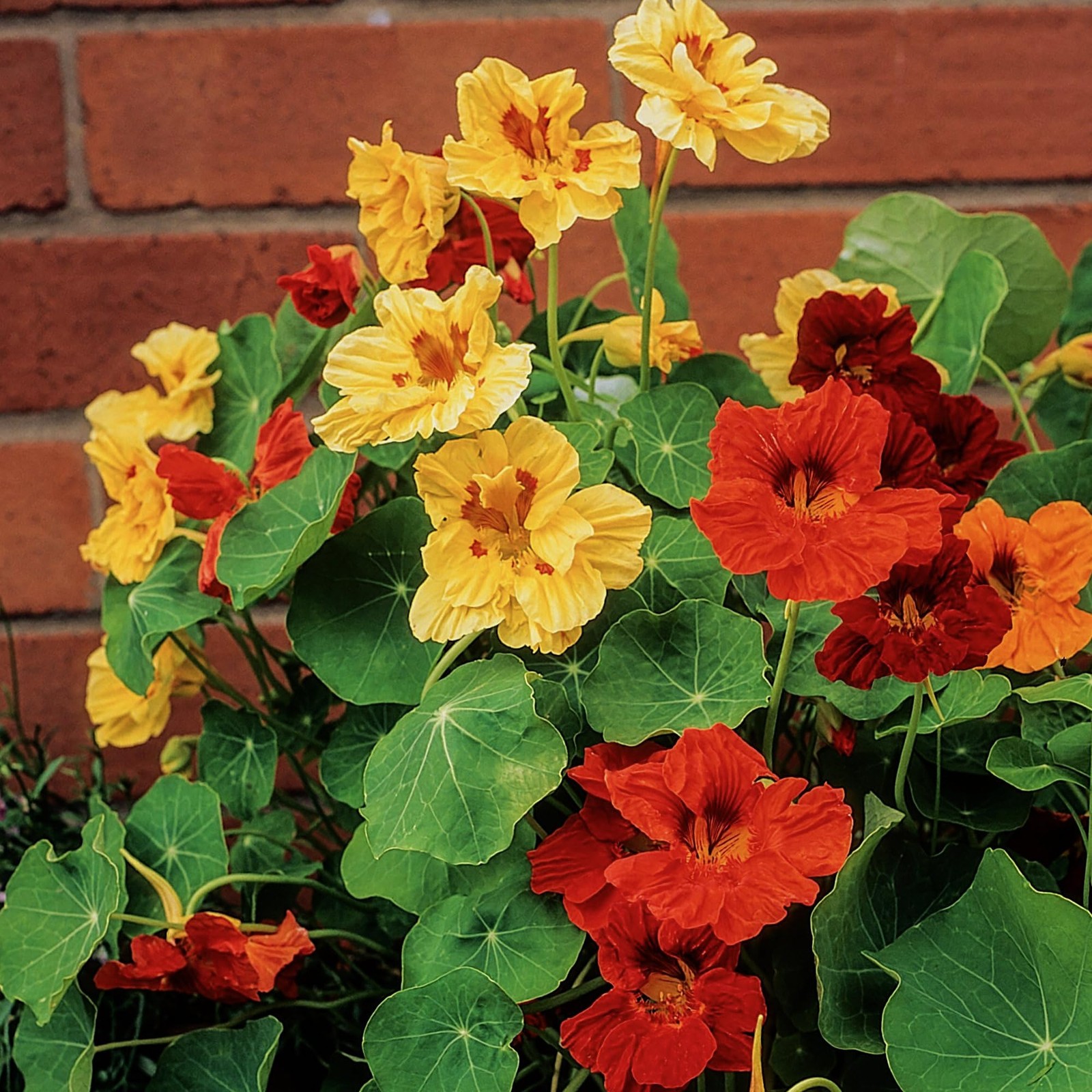 Nasturtium Seeds Jewel Mix Multicolored Edible Flowers | 1.5 Ounce 350+ Seeds…