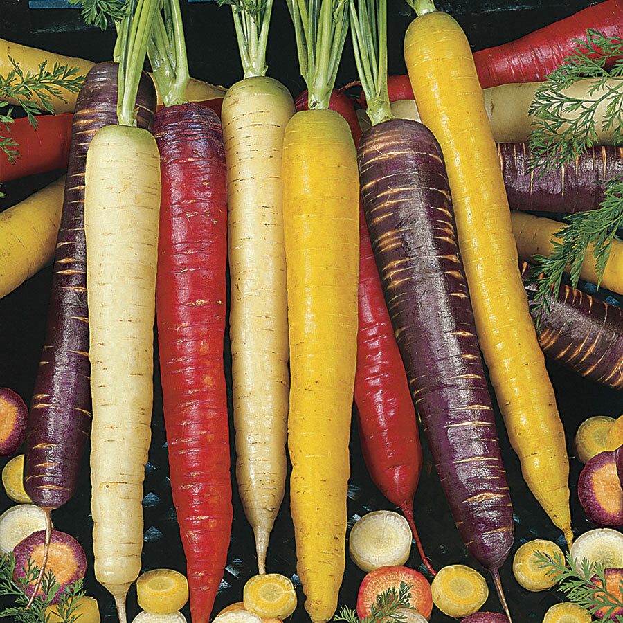 130 SEEDS – carrot RAINBOW BLEND Purple Red White Yellw GroCo* BUY 15-SHIPS FREE