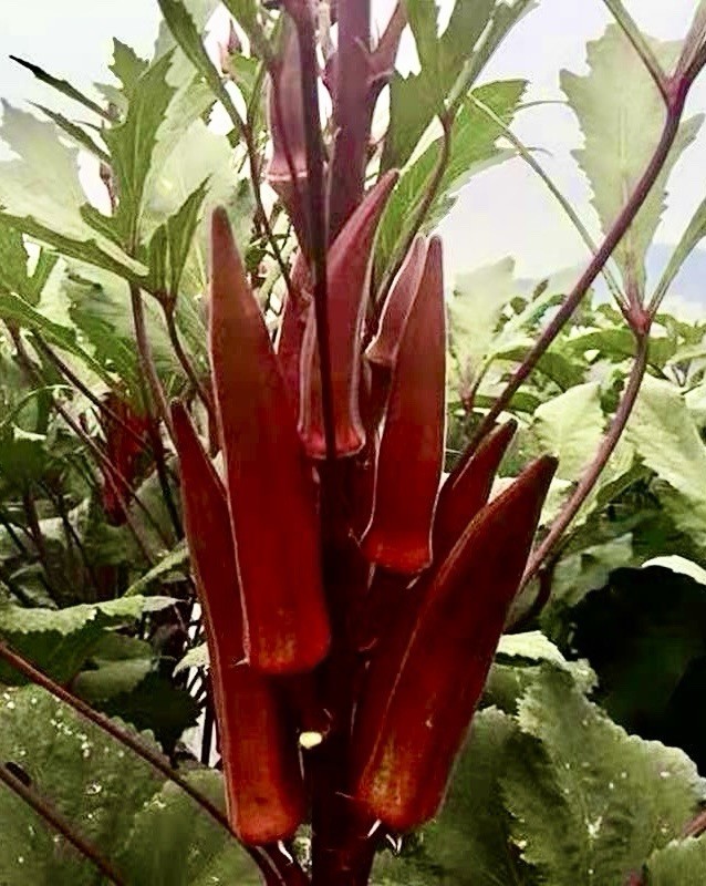 32 Red Burgundy Okra Seeds Non-GMO Heirloom |My Yard |Free Shipping No Tracking