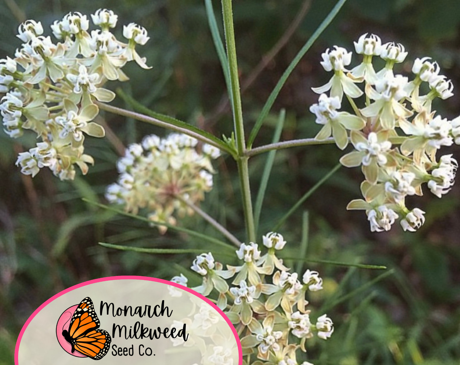 85+ Whorled Milkweed Seeds | AKA Horsetail Milkweed, Asclepias verticillata