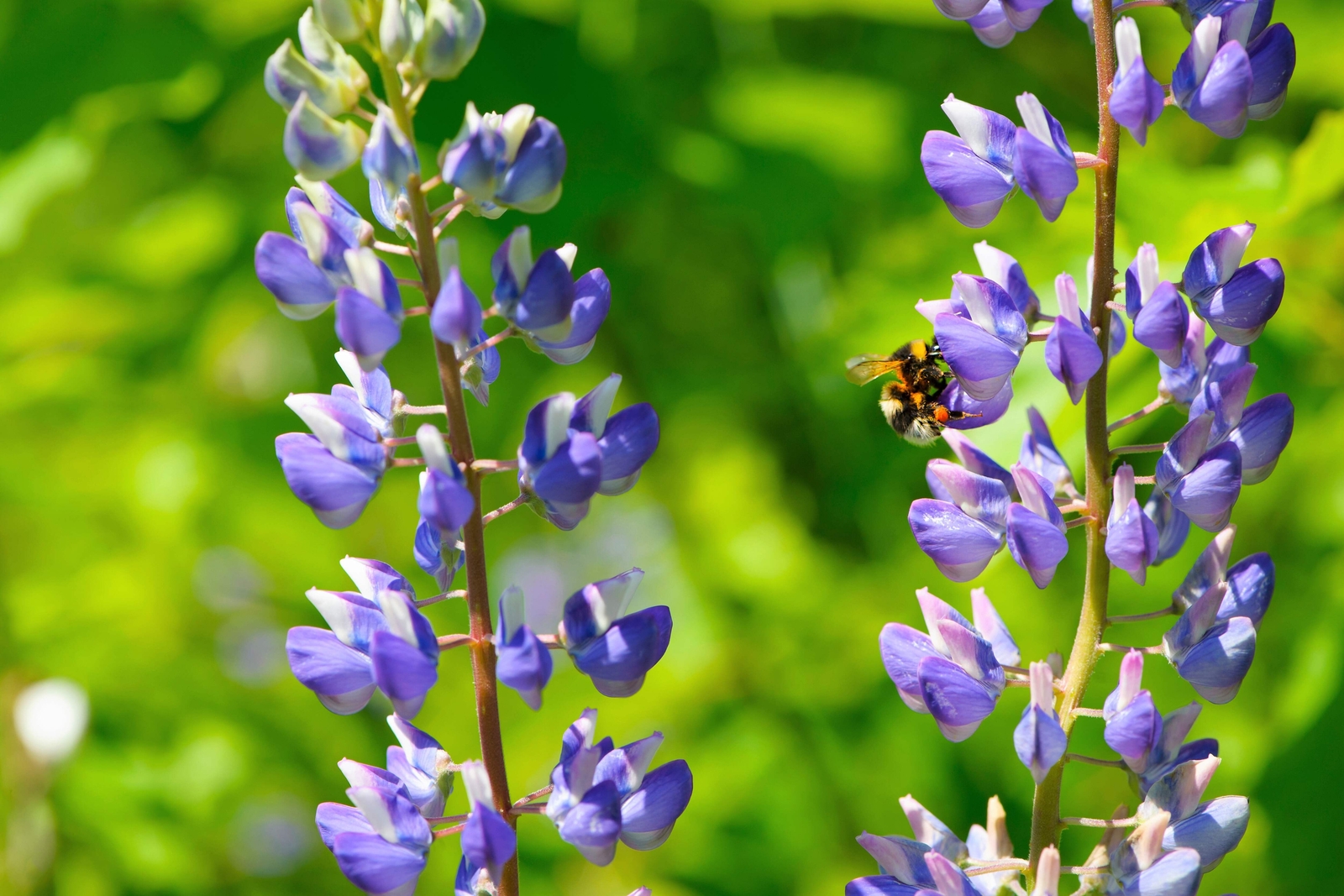 100 PERENNIAL LUPINE Blue Violet Lupinus Perennis Wild Sundial Purp Flower Seeds