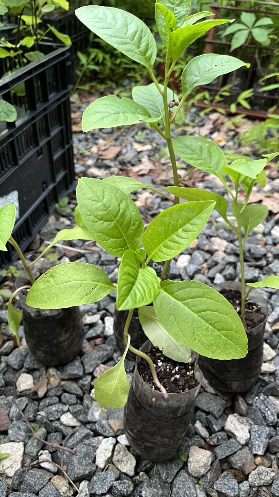 1 starter plant/root of Pokeberry or Pokeweed (Phytolacca americana)