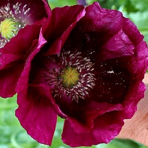 2,500 Authentic Heirloom Lauren’s Grape Non-GMO Papavaer Somniferum Poppy Seeds