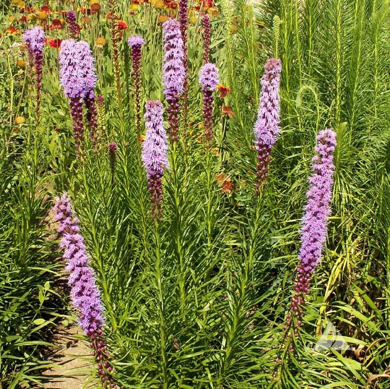 GAYFEATHER (Marsh Blazingstar) CutFlowers Perennial Honeybees Non-GMO 300 Seeds