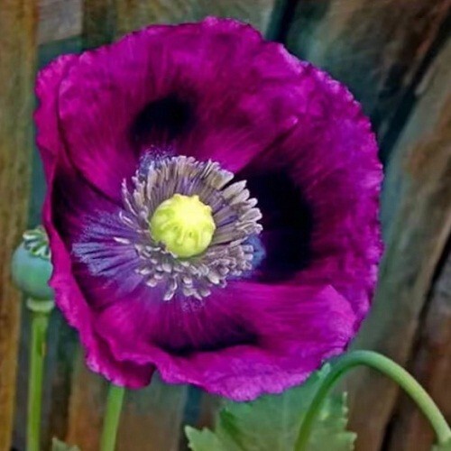 2,500+ Heirloom Organic Lauren’s Grape Papavaer Somniferum Poppy Seeds. Non-GMO