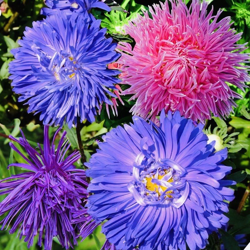 ASTER CREGO GIANT MIX FLOWER SEEDS FRESH HARVEST NON GMO FREE SHIPPING
