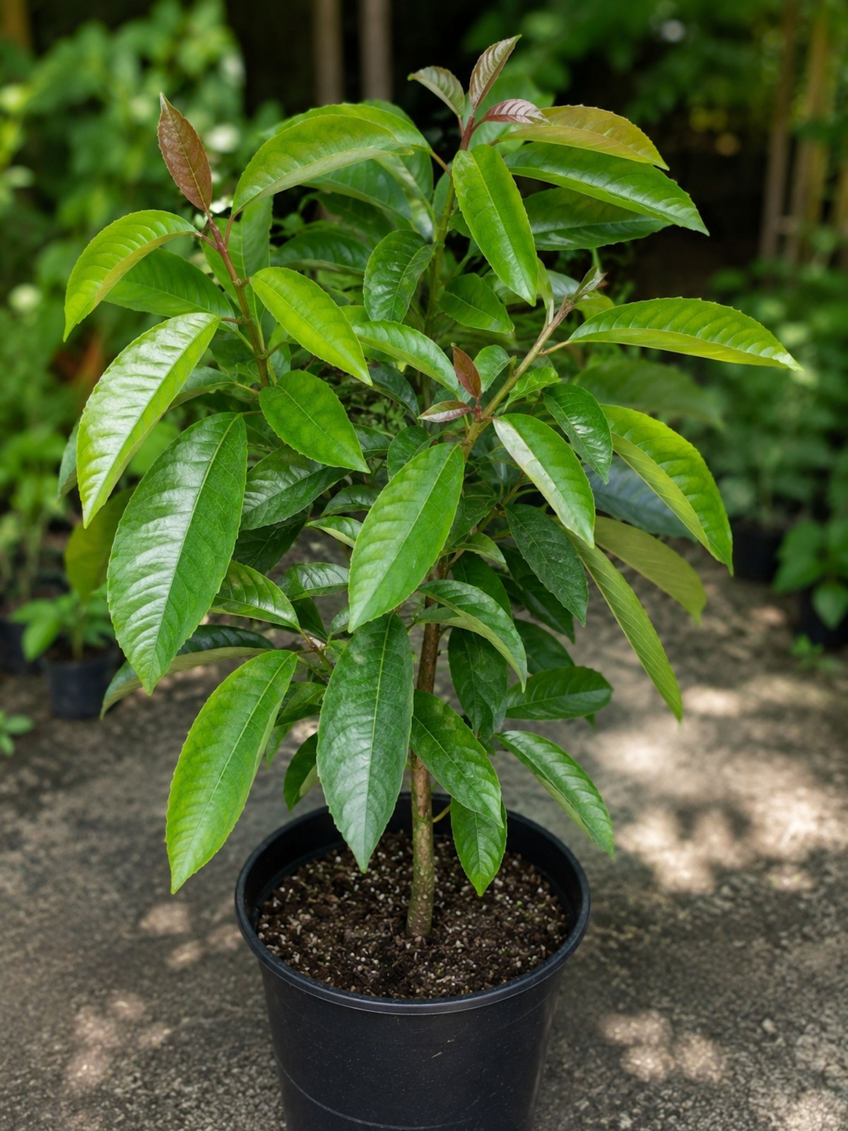 5 Tropical Red Pear Seeds-Multi-Use Shrub -Container Plant – Bonsai -Protium