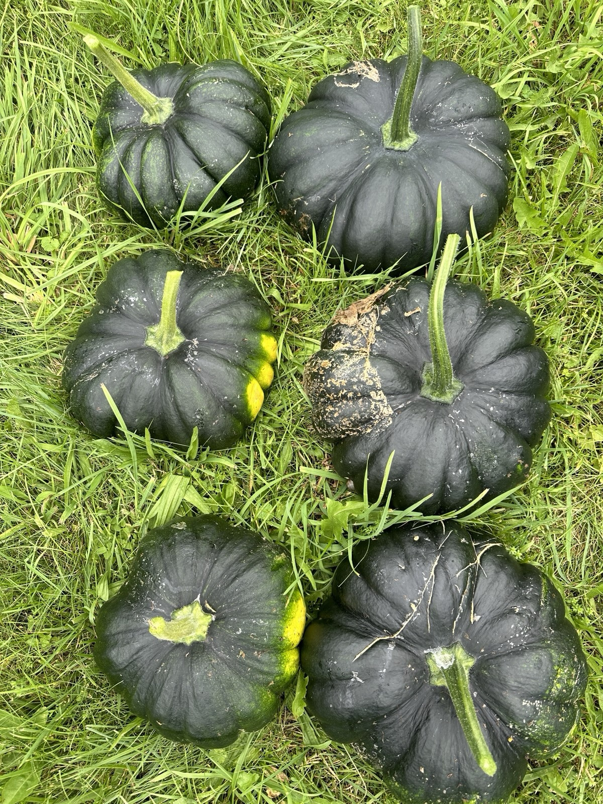 Sweet Pumpkin Black || Bangladeshi Sweet Kali Kumra || Siam -1 || 8 Seeds