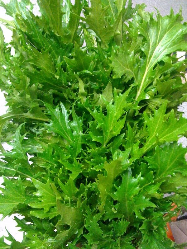 Mizuna Mustard 100 – 5,000 Seeds Heirloom Bulk Wholesale Asian Vigorous grower