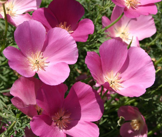 CALIFORNIA POPPY PURPLE GLEAM Eschscholzia Californica – 15,000 Bulk Seeds