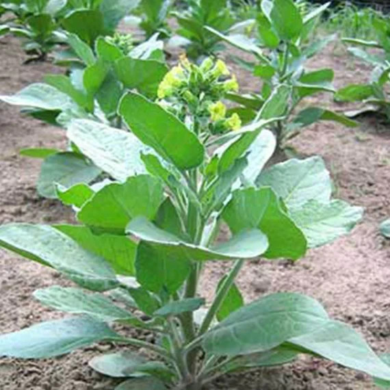 1000 Punche rustica Tobacco Seeds – Nic. Rustica Tobacco – Sacred Tobacco USA