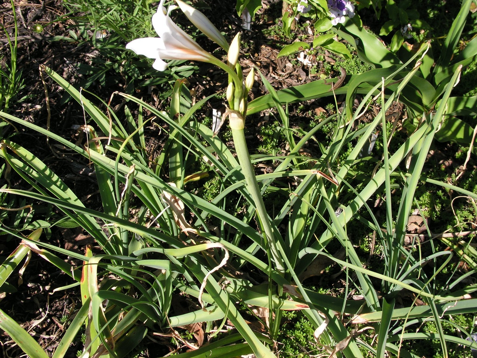 Crinum Lily, Bulbispermum Album ‘White Pawn’ type A, medium-size bulb NEW