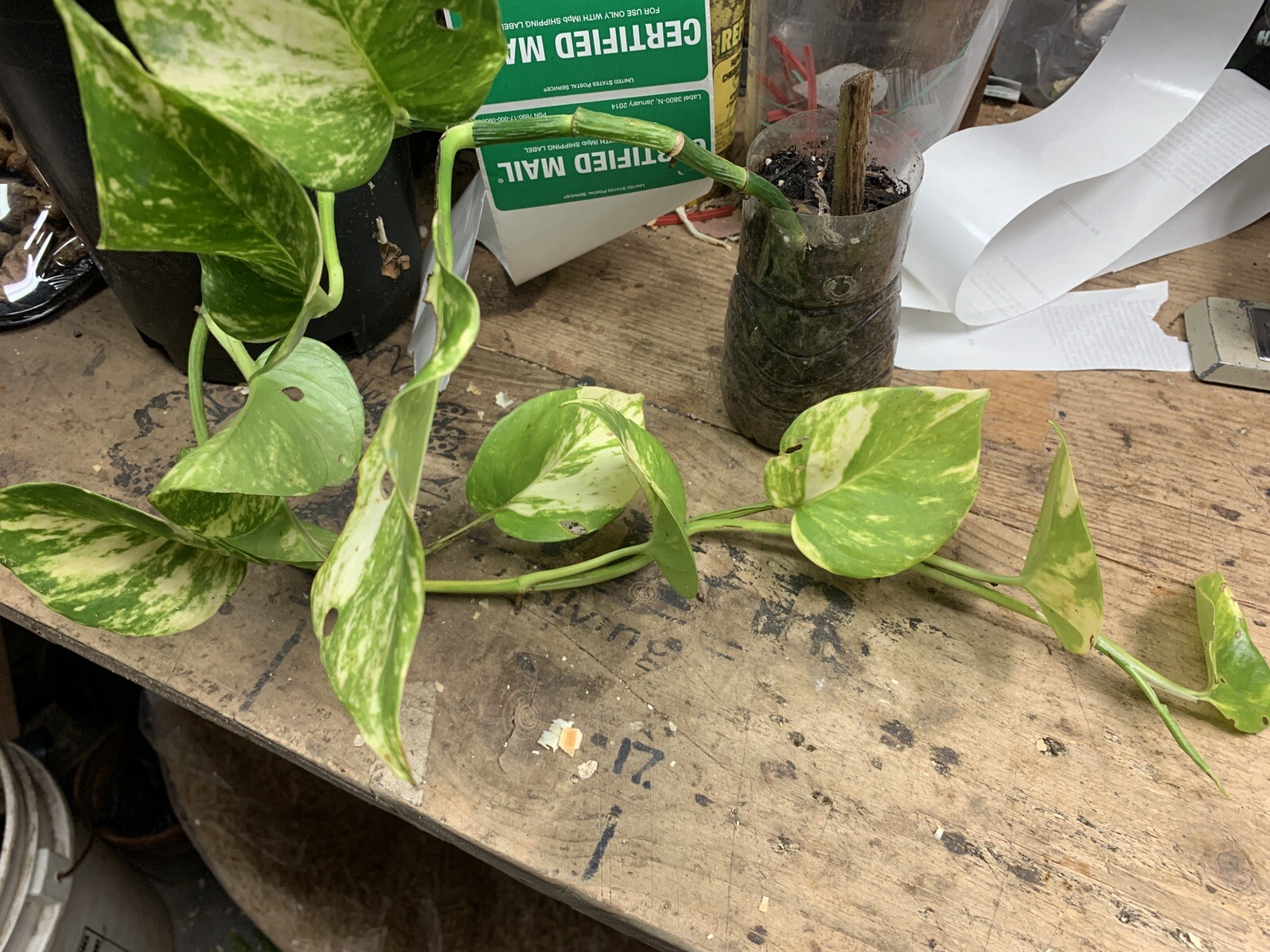 Variegated Giant Golden Pothos, well rooted plant shipped in container with soil