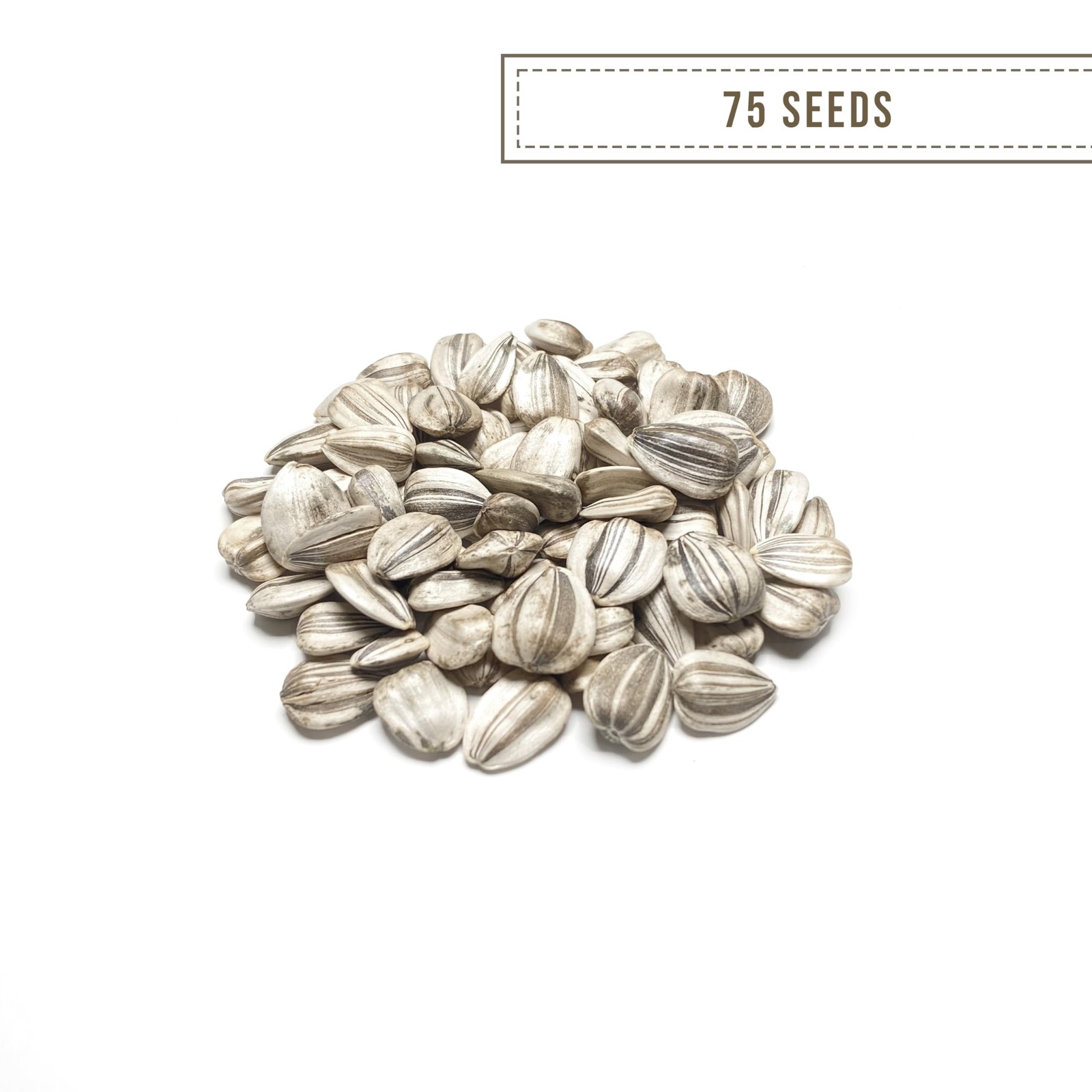 Giant Sunflower Seeds for Planting – Mammoth Grey Stripe – 75 75 Seeds,