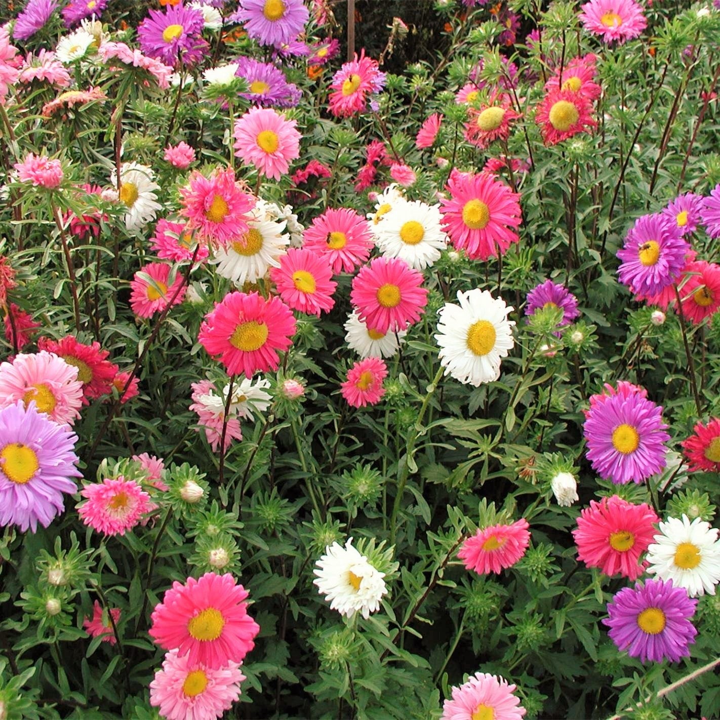Single Mix China Aster Seeds | Callistephus Chinensis Daisy Cut Flower Seed 2024