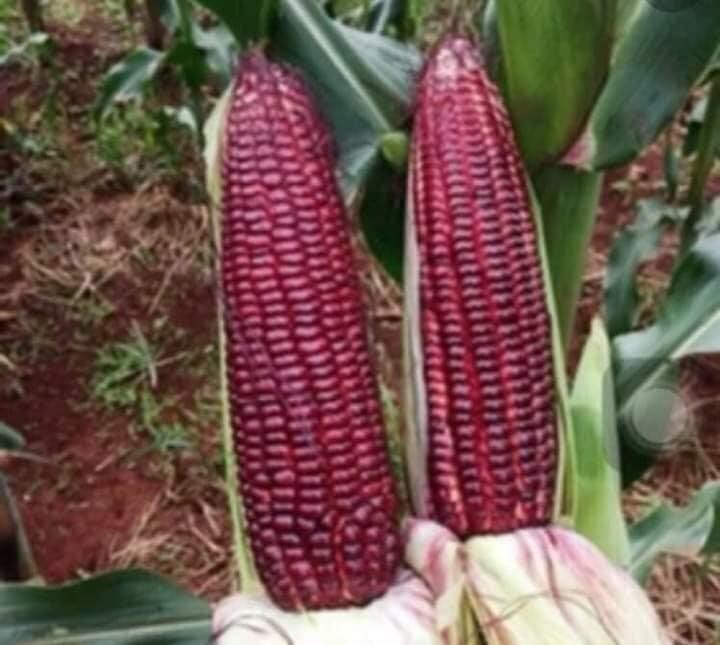 Purple Waxy Sticky Rice Corn Seeds Hạt Bắp Nếp Trắng Tím 1oz-100 Seeds Us Seller