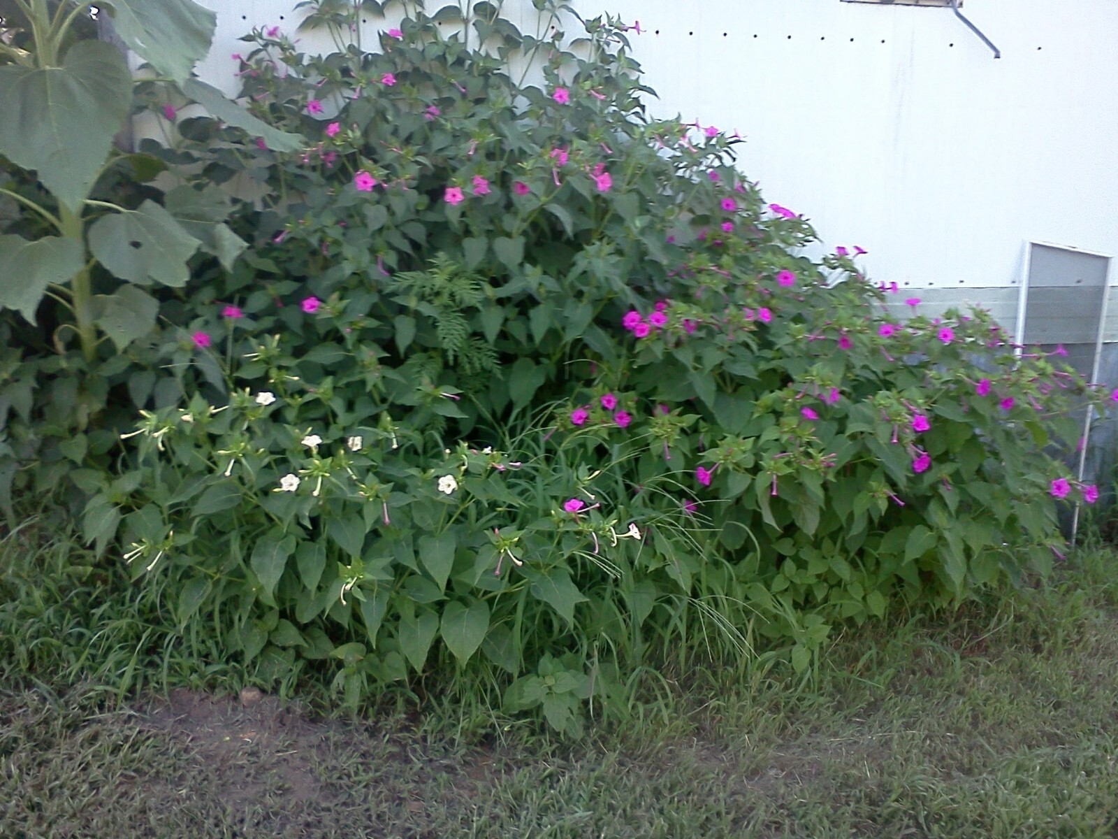 50x Four O’ Clock Flower Seeds Attracts Humming birds Butterflies FREE SHIPPING