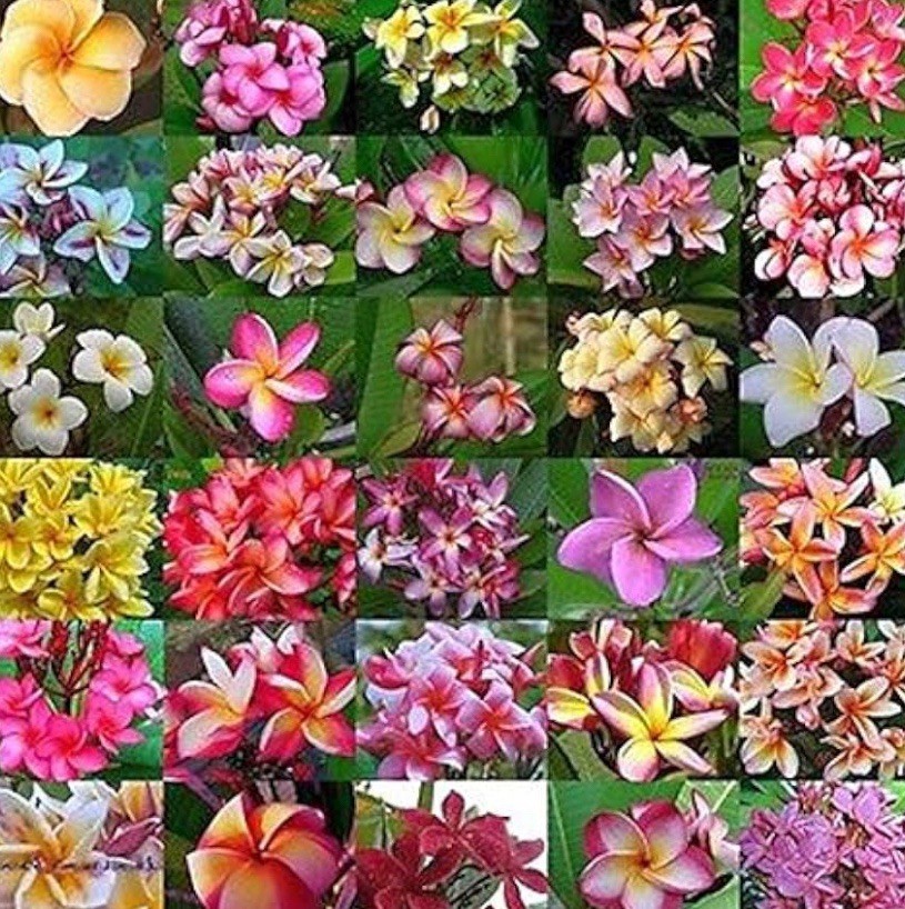 10 MIXED COLORS PLUMERIA Seeds – Lei Flower Frangipani Free Shipping
